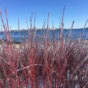 Meet your Posher, Kelley